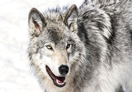 Grijze wolf fotobehang