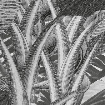 detail Botanisch fotobehang Amazonia zwart-wit