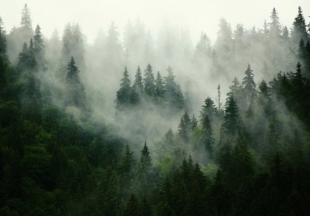 Fotobehang Mistig bos