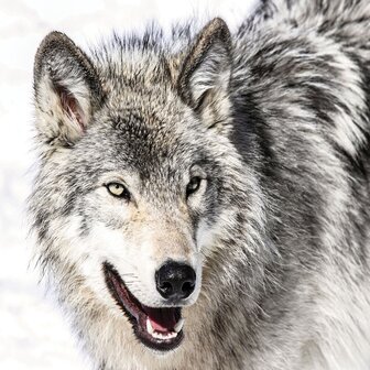 Grijze wolf fotobehang