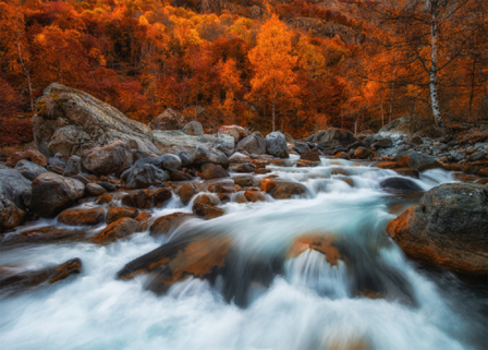 Herfstbos fotobehang Rivier XL