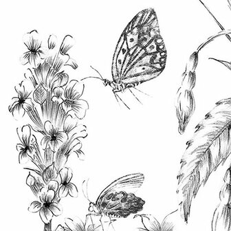 Detail Butterfly Field