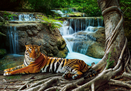 Tijger bij waterval fotobehang