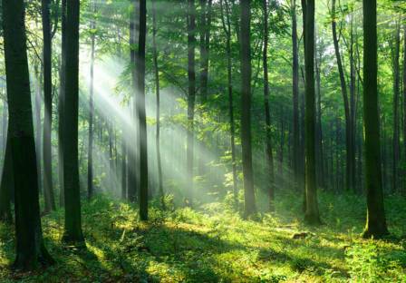 Zonnestralen in bos fotobehang