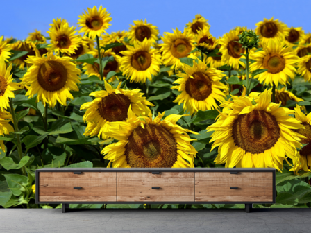 Zonnebloemen fotobehang 