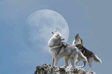 Huilende wolven VINYL fotobehang