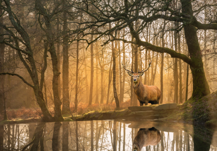 Hert in het Bos fotobehang