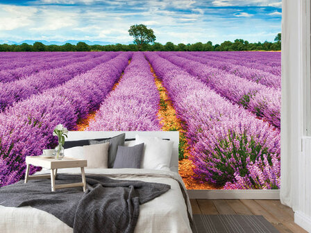 Lavendel behang Provence