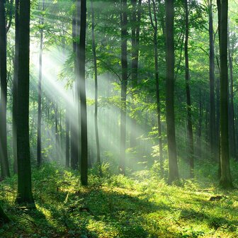 Zonnestralen in bos fotobehang