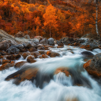 Herfstbos fotobehang Rivier XL