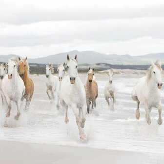 Witte paarden fotobehang XL 