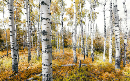 Bos fotobehang Colorful Aspenwoods GEHELE AFBEELDING