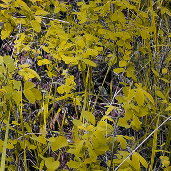 Detail Bos fotobehang Colorful Aspenwoods