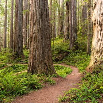 Bos fotobehang Redwood Trail - SH