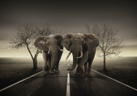 Fotobehang Elephant Highway