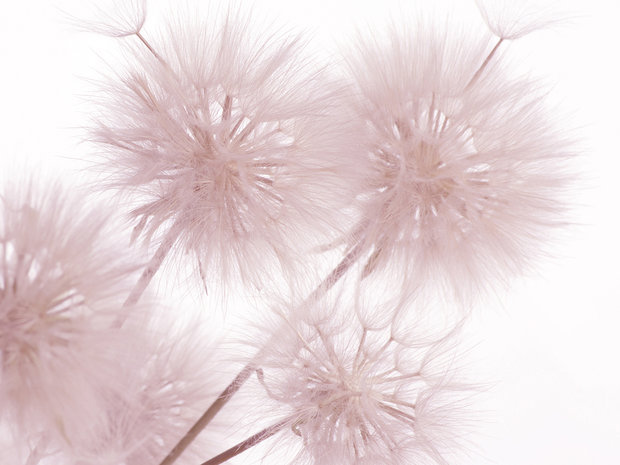 Paardenbloem vlies fotobehang XL Roze