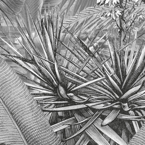 detail Botanisch fotobehang Amazonia zwart-wit