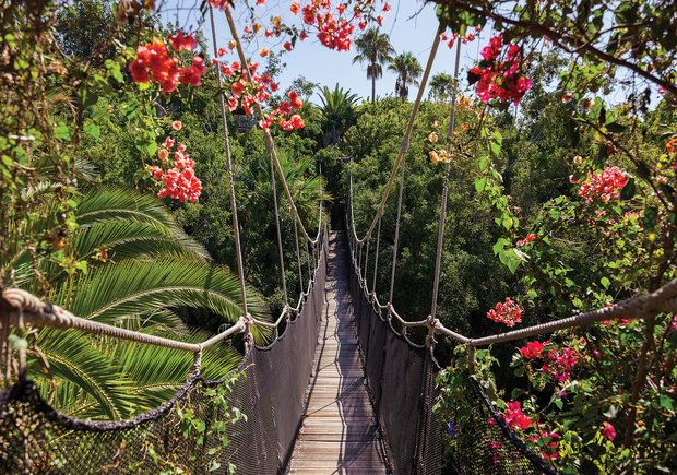 jungle behang hangbrug