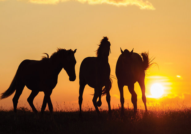 Paarden fotobehang Sunset V2