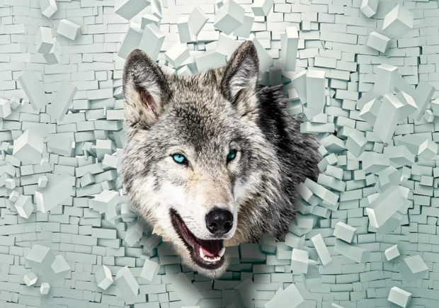 3D fotobehang Wolf door muur