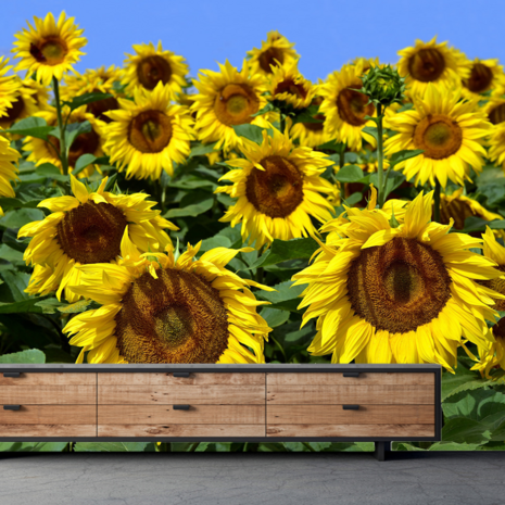 Zonnebloem fotobehang XL