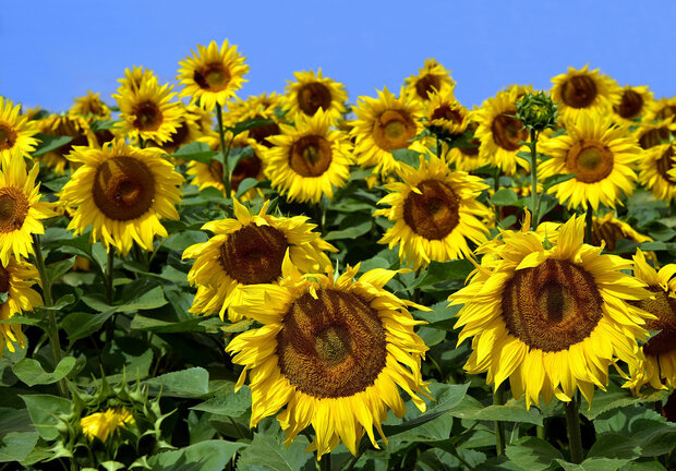 Zonnebloem fotobehang 