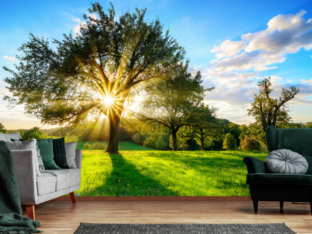 Bos fotobehang Boom met zonnestralen