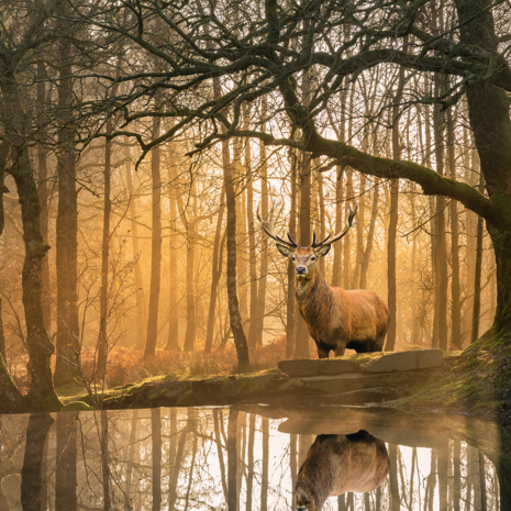 Hert in het Bos fotobehang