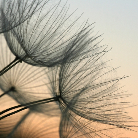 Close-up Paardenbloem fotobehang XL