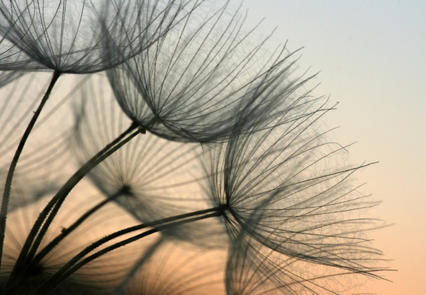 Close-up Paardenbloem fotobehang XL