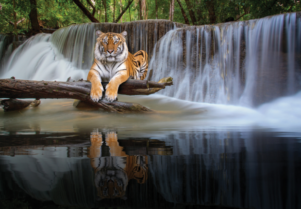 Tijger bij waterval fotobehang II