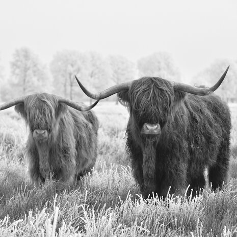 Schotse Hooglanders fotobehang zw/w