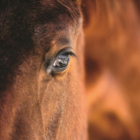 Bruin Paard fotobehang Oog