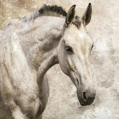 Paarden fotobehang Schimmel kleur 