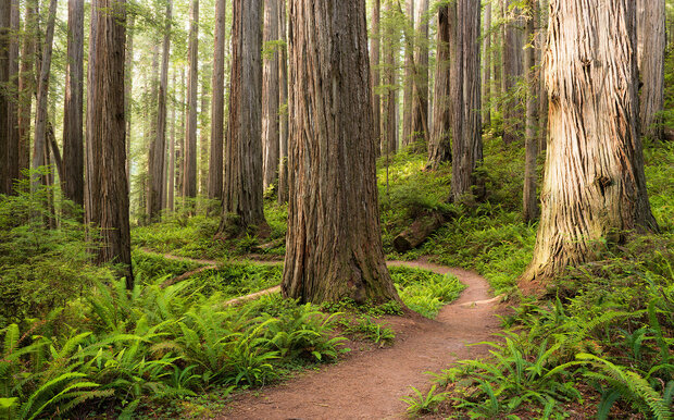 Redwood Trail GEHELE AFBEELDING