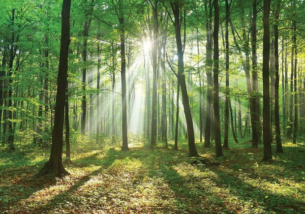 Bos fotobehang Sunny Forest