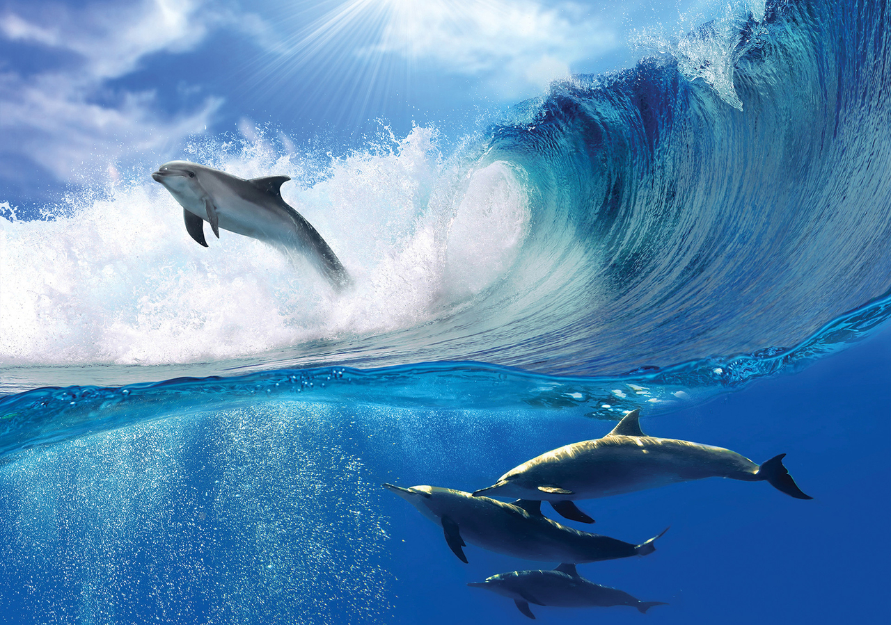 Afrikaanse vloeistof naar voren gebracht Dolfijnen fotobehang | Diverse maten | Muurdeco4kids