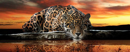 Jaguar behang poster H