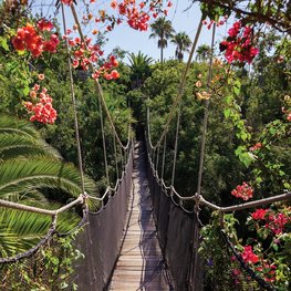 Jungle fotobehang Touwbrug