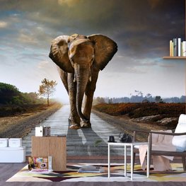 Afrikaanse olifant fotobehang XL