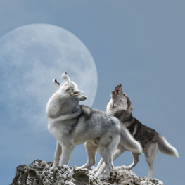 Huilende wolven VINYL fotobehang