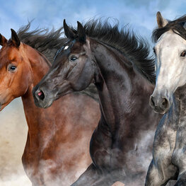 Paarden behang Trio