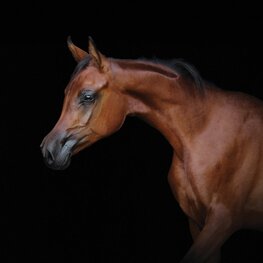 Bruin paard fotobehang Arabier