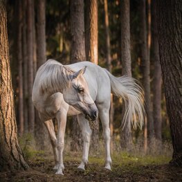 Wit paard in bos fotobehang