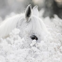 Wit Paard fotobehang Shy