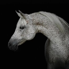 Wit paard fotobehang Schimmel