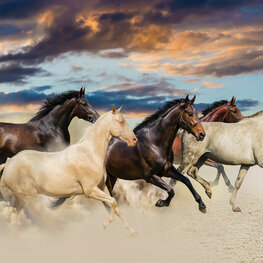 Paarden fotobehang In galop