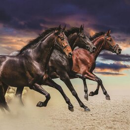 Paarden fotobehang