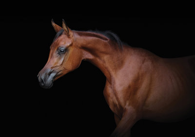 Durven cap Legende Bruin paard fotobehang Arabier | Muurdeco4kids